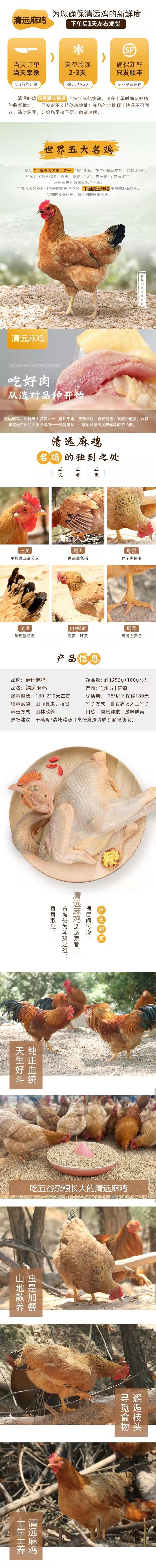 清远麻鸡1(1).jpg